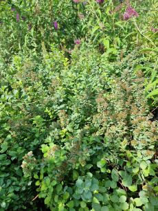 Tawuła Brzozolistna "Tor" (Spiraea Betulifolia)