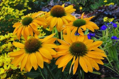 Jeżówka "Leilani" ( Echinacea )