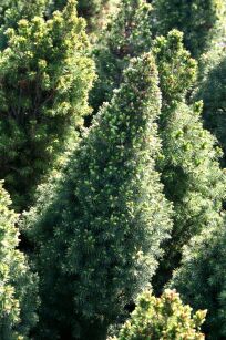 Świerk Biały "Conica" (Picea Glauca)