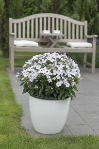 Płomyk wiechowaty "Flame® Pro Light Blue" (Phlox Paniculata)