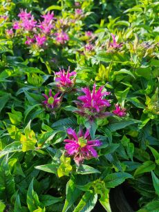 Pysznogłówka Karłowa "Pardon my Purple"  ( Monarda)