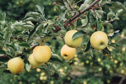 Jabłoń "Golden Delicious” - goły korzeń