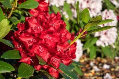 Różanecznik "Red Jack" (Rhododendron)
