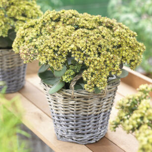 Rozchodnik Karpacki "Seduction Yellow Delicat" ( Sedum Telephium )