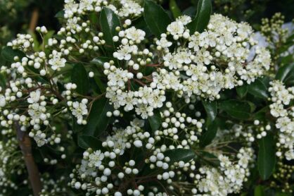 Ognik Szkarłatny "Soleil d'Or" (Pyracantha Coccinea)