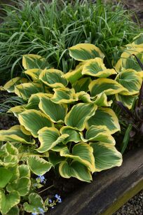 Funkia  "Liberty" (Hosta)