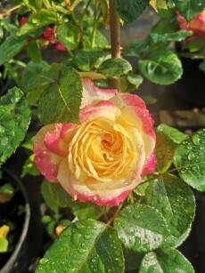 Róża Wielkokwiatowa "Orient Express" (Rosa)