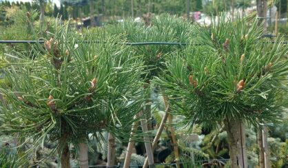 Sosna Górska "Mops" szczepiona (Pinus Mugo )