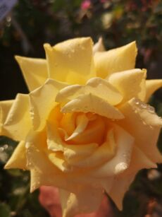 Róża wielkokwiatowa "Berolina" (Rosa)
