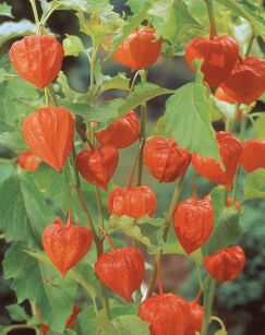 Miechunka Rozdęta var Franchetii ( Physalis Alkekengi)