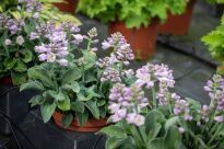 Funkia  „School Mouse” (Hosta) - 4