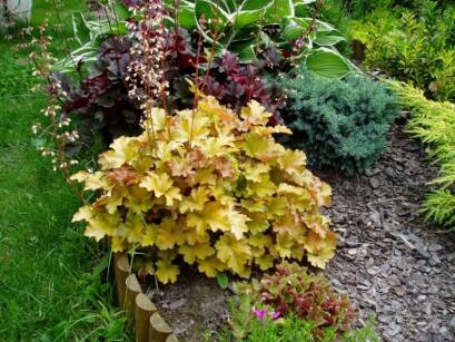Żurawka "Creme Brulee " (Heuchera)