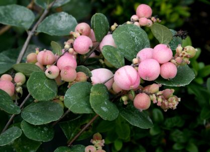 Śnieguliczka Doorenbosa "Mother Of Pearl" (Symphoricarpos Doorenbosii)