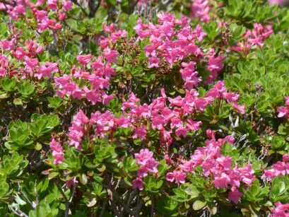 Różanecznik Alpejski  - Alpenrose (Rhododendron ferrugineum)