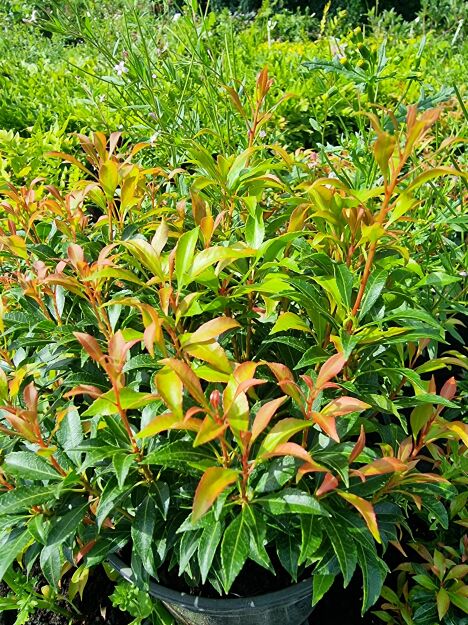 Pieris Japoński “Besbee Dwarf” (Pieris Japonica)