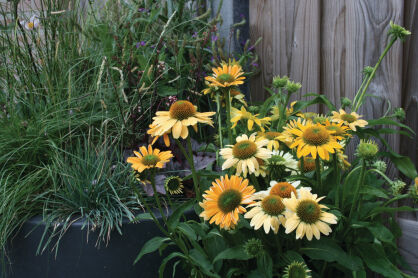 Jeżówka purpurowa "Mellow Yellows" ( Echinacea purpurea )