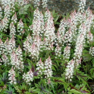Tiarella "Sugar and Spice" (Tiarella)