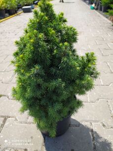 Świerk Biały "Sun of the Sky" (Picea Glauca)