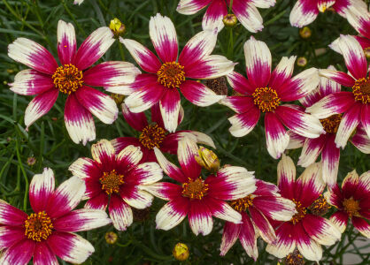 Nachyłek Okółkowy "Sunstar Rose" (Coreopsis Verticilata)