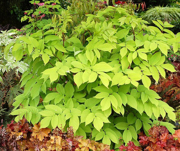 ARALIA SERCOWATA SUN KING, www.sklep.szkolka.radom.pl , szkółka Romero