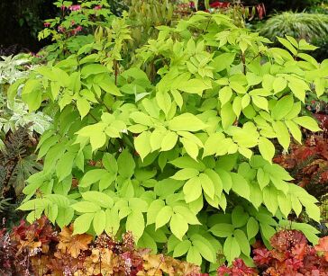 Aralia  Sercowata "Sun King" (Aralia Cordata)
