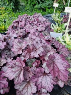 Żurawka "Plum Royale" (Heuchera)