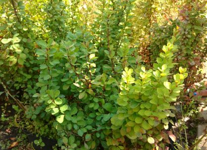 Berberys Thunberga "Powwow" (Berberis Thunbergii)