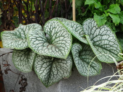 Brunera Wielkolistna "Sea Heart" (Brunnera Macrophylla)