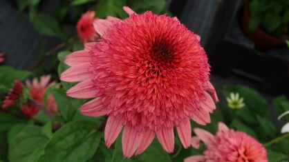 Jeżówka "Raspberry Truffle" (Echinacea Purpurea)