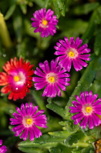 Słonecznica Wheels of Wonder "Hot Pink Wonder" (Delosperma)