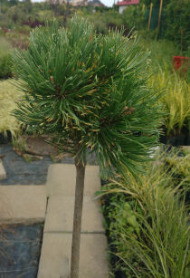 Sosna Górska "Wintergold" szczepiona  (Pinus Mugo )