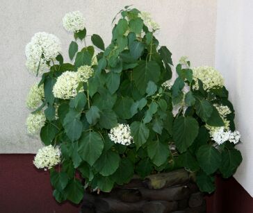 Hortensja Drzewiasta "Annabelle" (Hydrangea Arborescens)