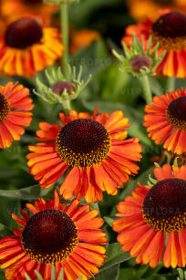 Dzielżan "Short And Sassy" ( Helenium )