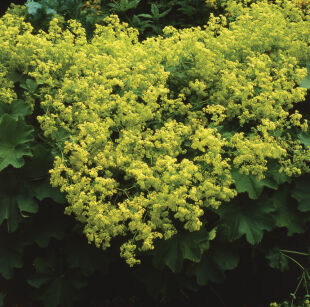 Przywrotnik Ostroklapowy "Irish Silk" (Alchemilla  Mollis)