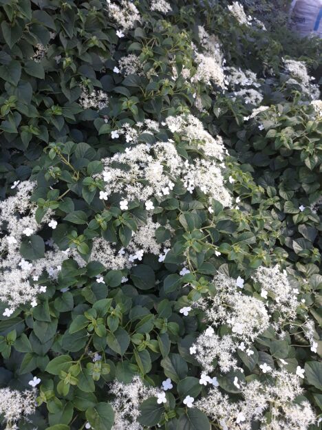 Hortensja Pnąca (Hydrangea Anomala Subs. Petiolaris)