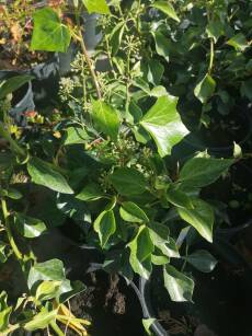 Bluszcz Pospolity "Arborescens" odmiana krzaczasta (Hedera Helix)