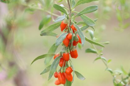 Kolcowój chiński "Jagody Goji" (Lycium chinense)
