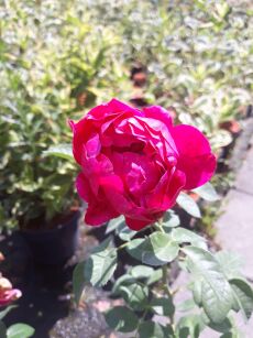 Róża Wielkokwiatowa "Ascot" (Rosa) 