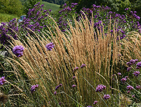 Trzcinnik Ostrokwiatowy „Karl Foerster” (Calamagrostis x Acutiflora )