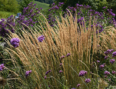 Trzcinnik Ostrokwiatowy „Karl Foerster” (Calamagrostis x Acutiflora )