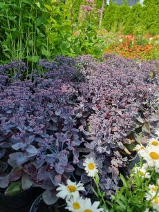 Rozchodnik  "ROCK N GROW  Back in Black" (Sedum)