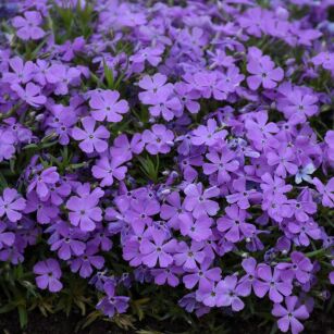 Płomyk Szydlasty "Crater Lake" (Phlox Subulata)