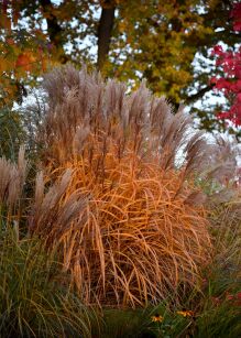 Miskant Chiński "Malepartus" (Miscanthus Sinensis)