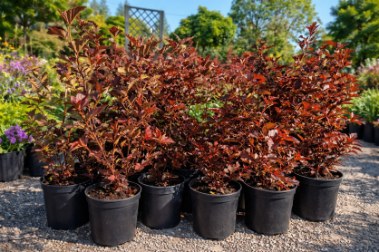 Pęcherznica Kalinolistna "Schuch" (Physocarpus Opulifolius)
