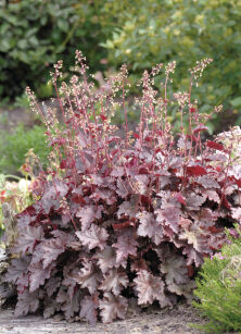 Żurawka "Melting Fire" (Heuchera)
