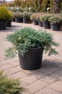 Jałowiec Płożący "Glacier" (Juniperus Horizontalis)