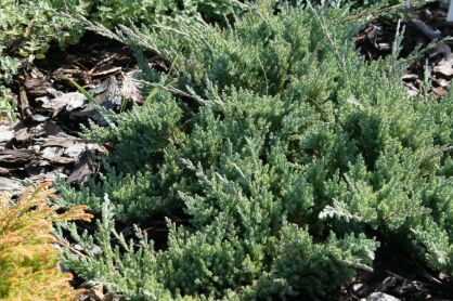 Jałowiec Płożący "Blue Chip" (Juniperus Horizontalis) 