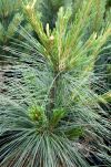  Duplicate-3 - 4