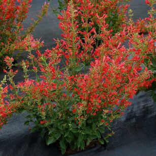 Kłosowiec  "Kudos Red" (Agastache)