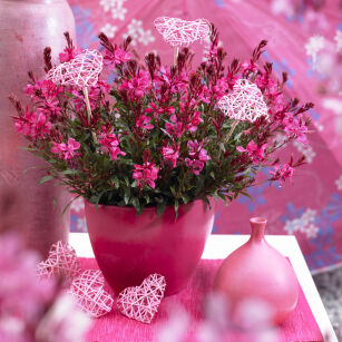 Gaura Gaudi® Compact Red (Gaura lindheimeri )